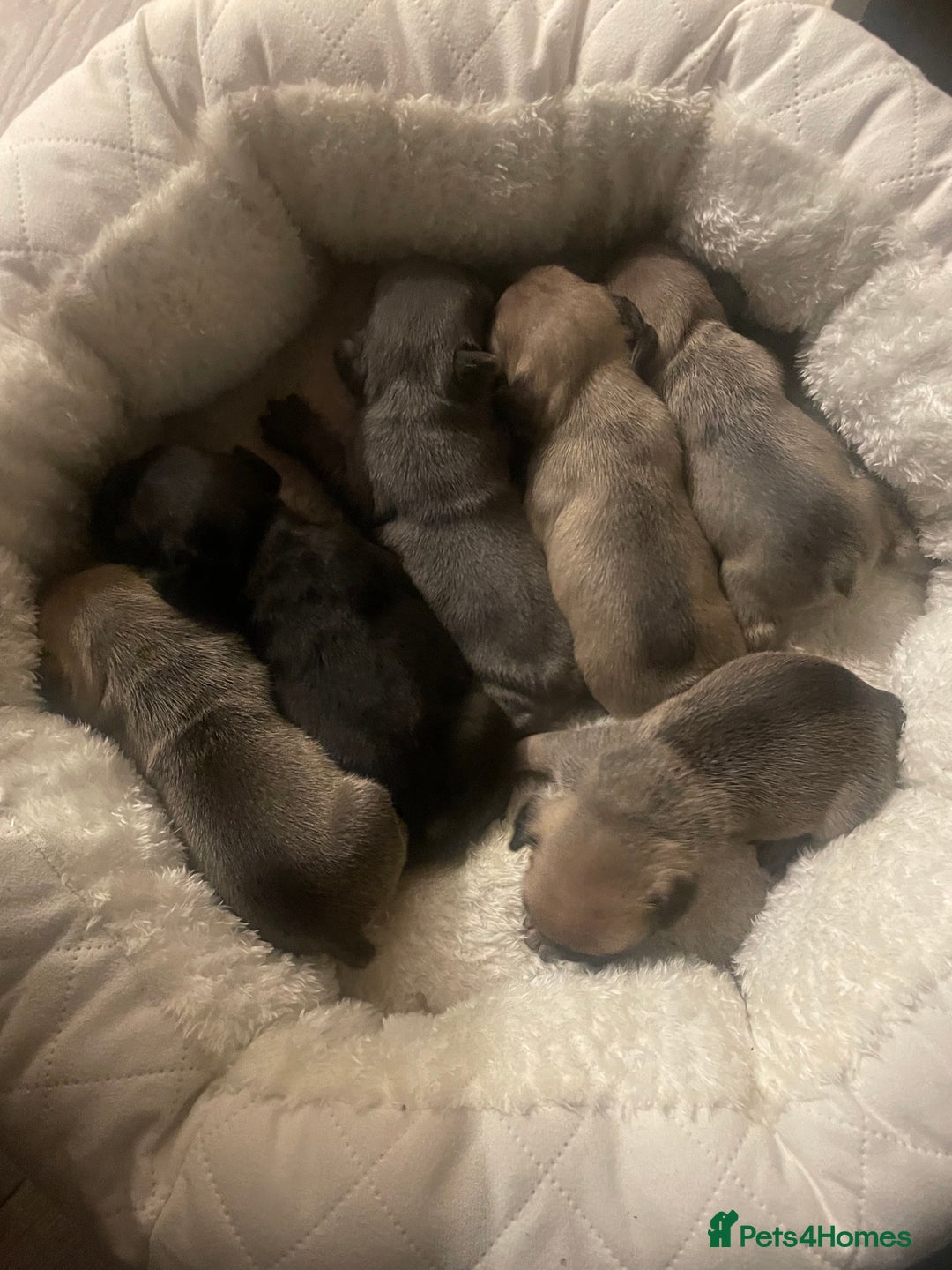 French Bulldog dogs for sale: French Bulldog Puppies - Advert 8