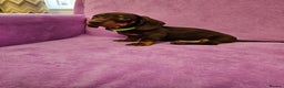 Dachshund dogs for sale: Puppies for sale - Advert 2