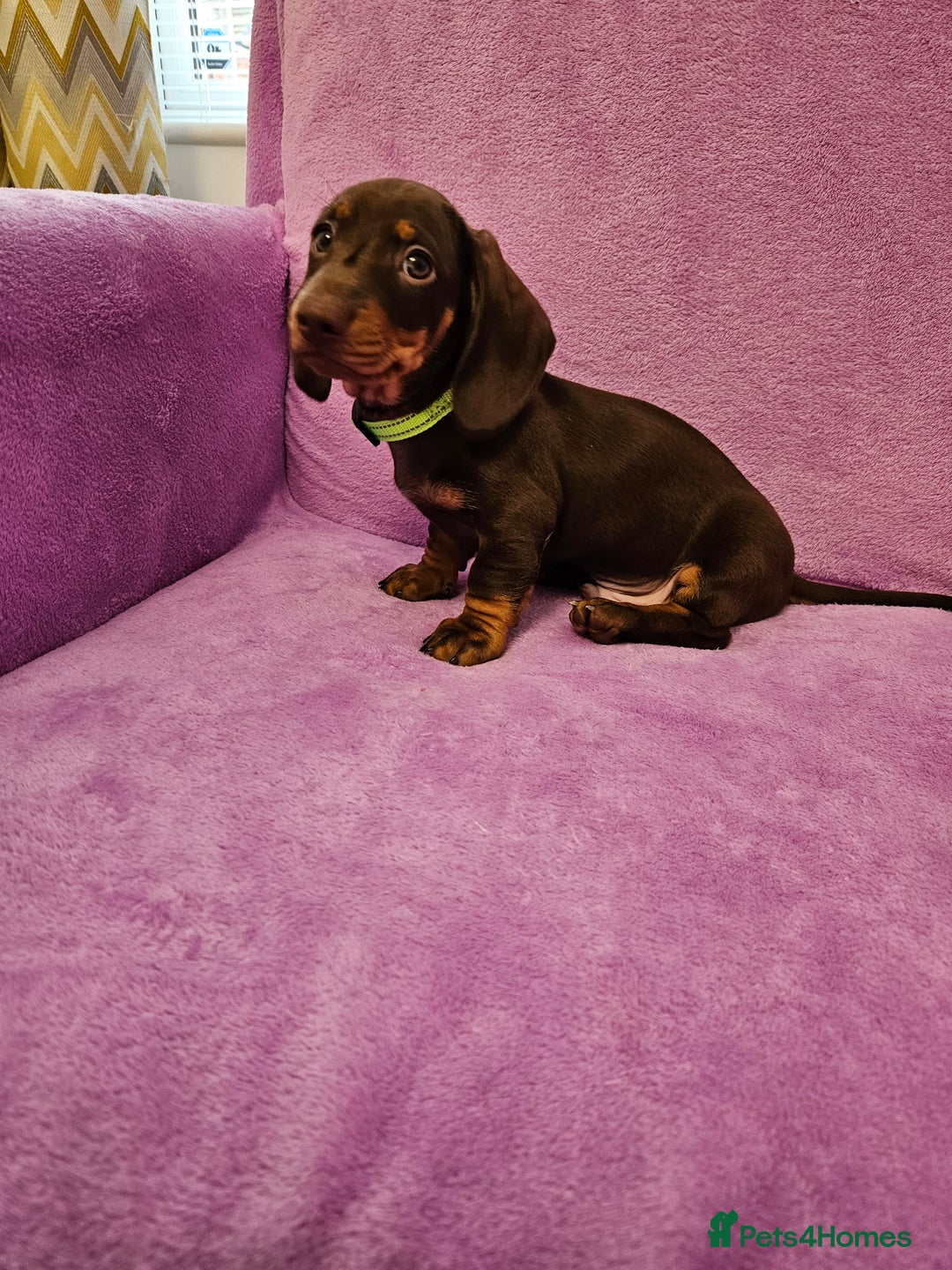 Dachshund dogs for sale: Puppies for sale - Advert 2