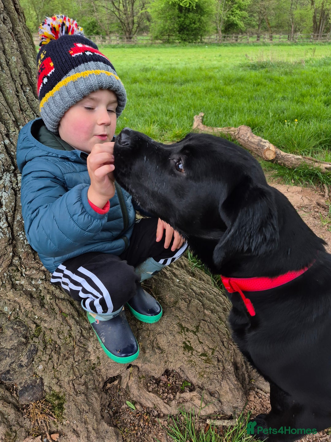 Labrador Retriever dogs for sale: Rehome Beautiful Lab - Image 2