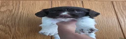 English Springer Spaniel dogs for sale: Stunning litter of English Springer Spaniels  - Advert 5