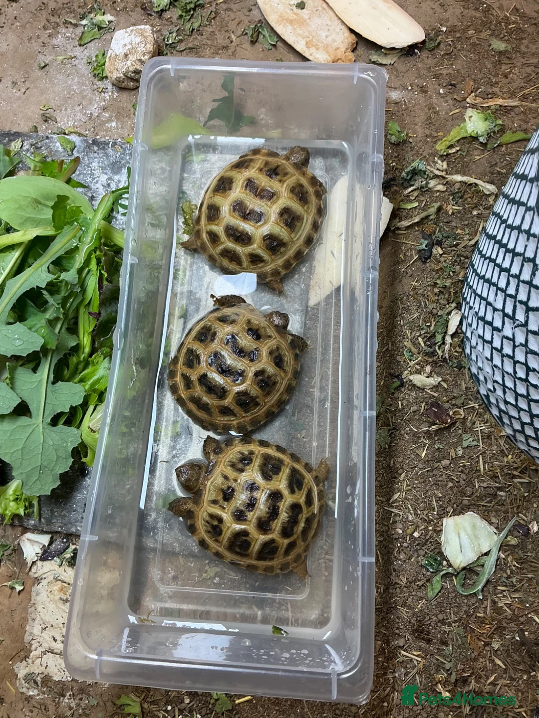 Tortoise reptiles for sale: Baby tortoise 1 year old - Advert 4
