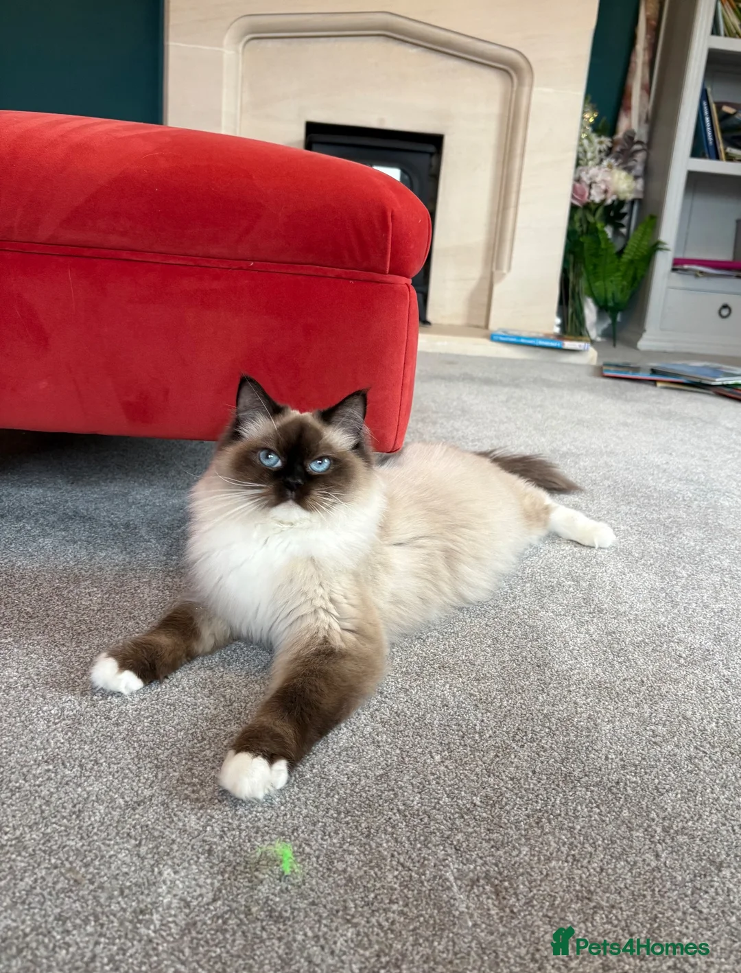 Ragdoll cats for sale: Chunky TICA registered seal kittens - Advert 16