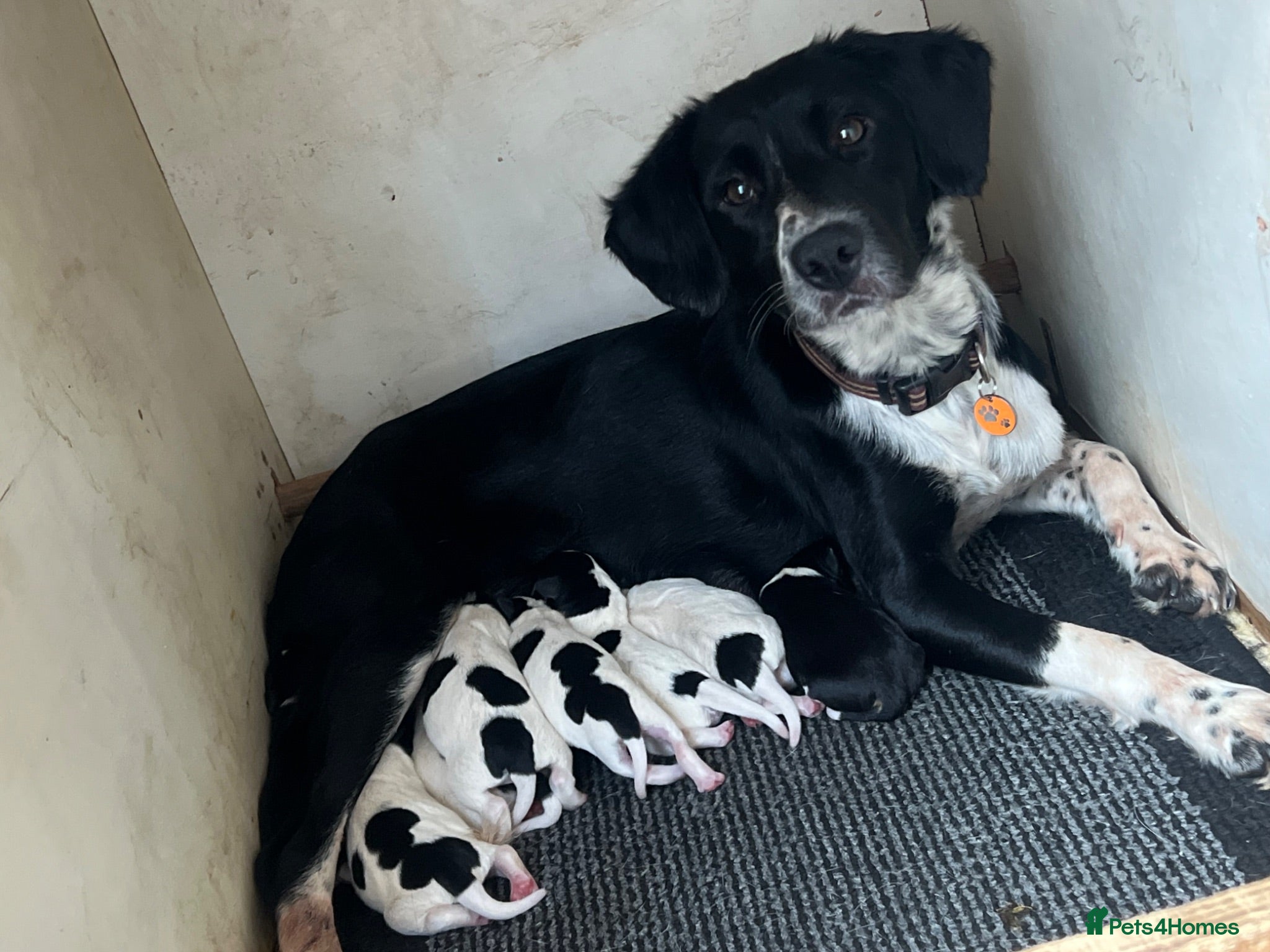 Mixed Breed dogs Beautiful collie / spaniel x parson terrier  - Advert 2