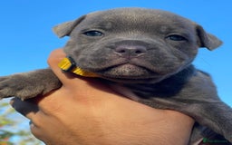 Staffordshire Bull Terrier dogs for sale: SIMPLY STUNNING COI 5.4% - Advert 8