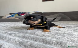 Dachshund dogs for sale: Dachshund pups 3 boys left  in Bootle - Image 22