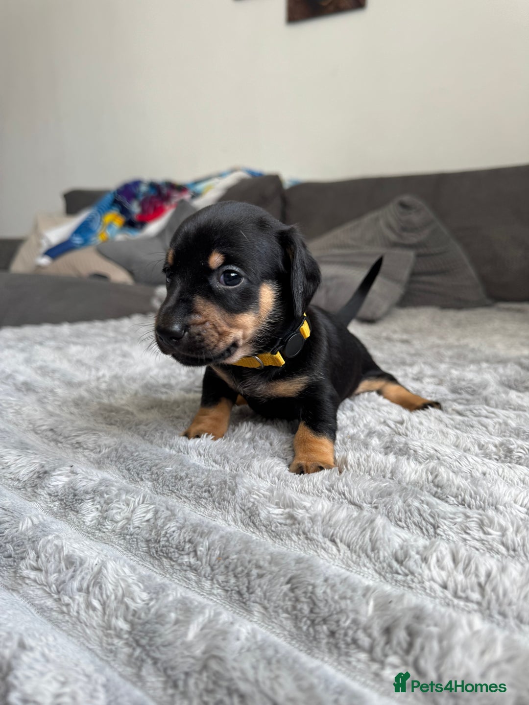 Dachshund dogs for sale: Dachshund pups 3 boys left  in Bootle - Image 22