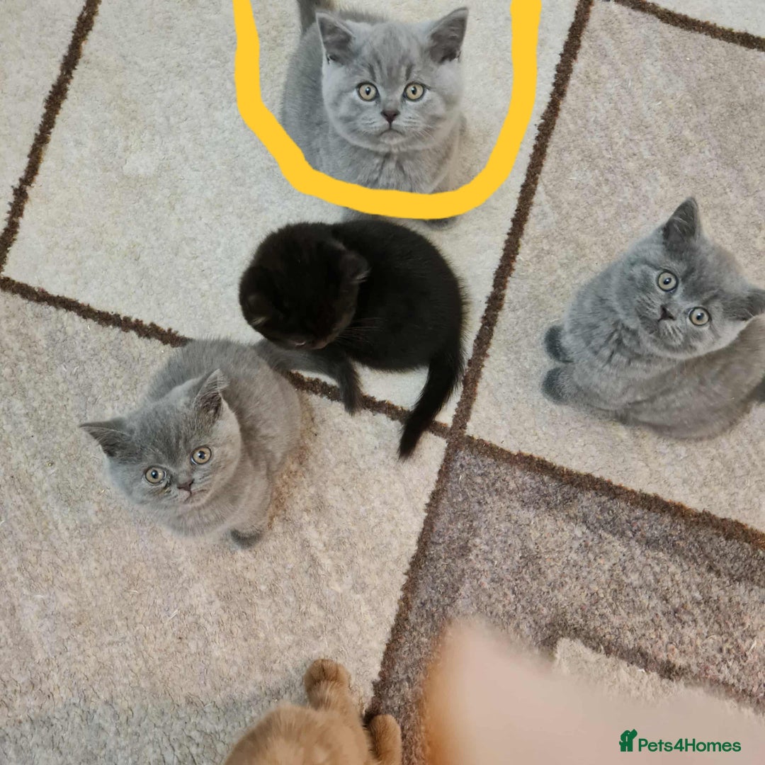 British Shorthair cats for sale: British shorthair  - Image 2