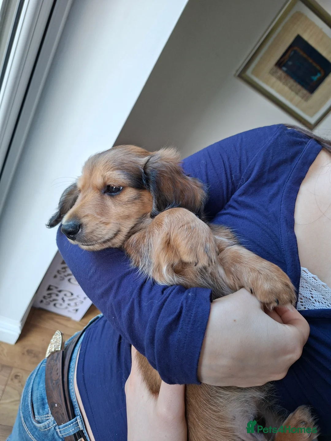 Miniature Dachshund dogs for sale: Long haired miniature dachshund puppy - Advert 7