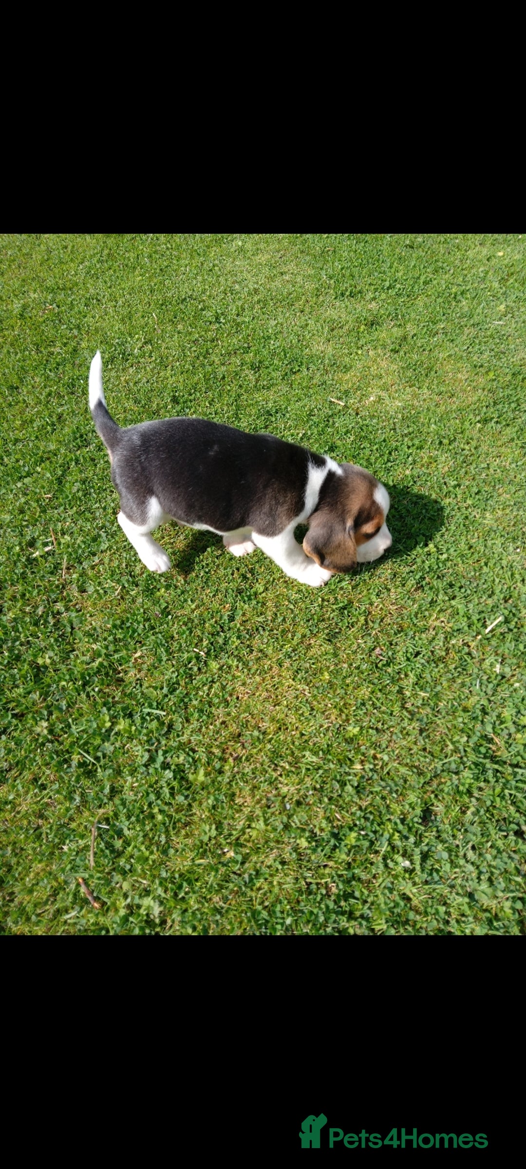 Beagle dogs for sale: Beagle pups for sale - Image 3