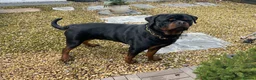 Rottweiler dogs for sale: Rottweiler male  in Washington - Advert 1