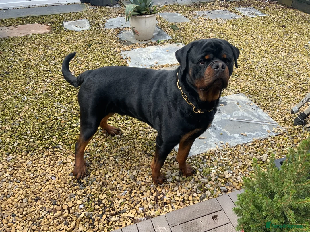 Rottweiler dogs for sale: Rottweiler male  in Washington - Advert 1
