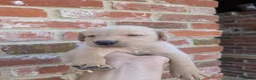 Labrador Retriever dogs for sale: KC registered golden Labrador retriever puppies  - Advert 10