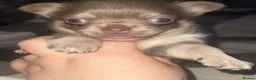 Chihuahua dogs for sale: Long haired chihuahua pup 🐶 - Advert 4