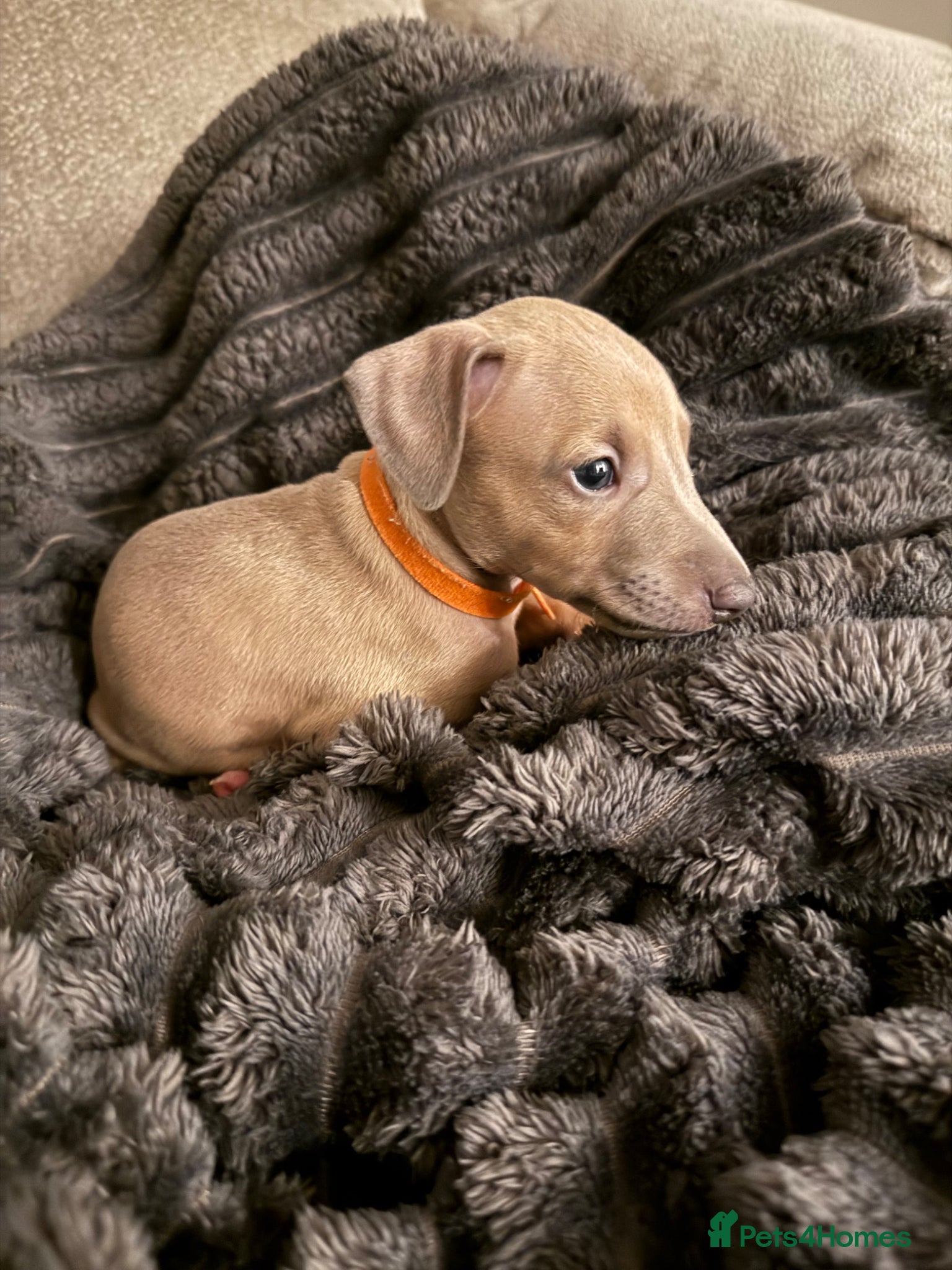 Italian Greyhound dogs Beautiful Italian Greyhound Puppies - Advert 10