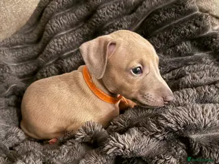 Italian Greyhound dogs Beautiful Italian Greyhound Puppies - Advert 10