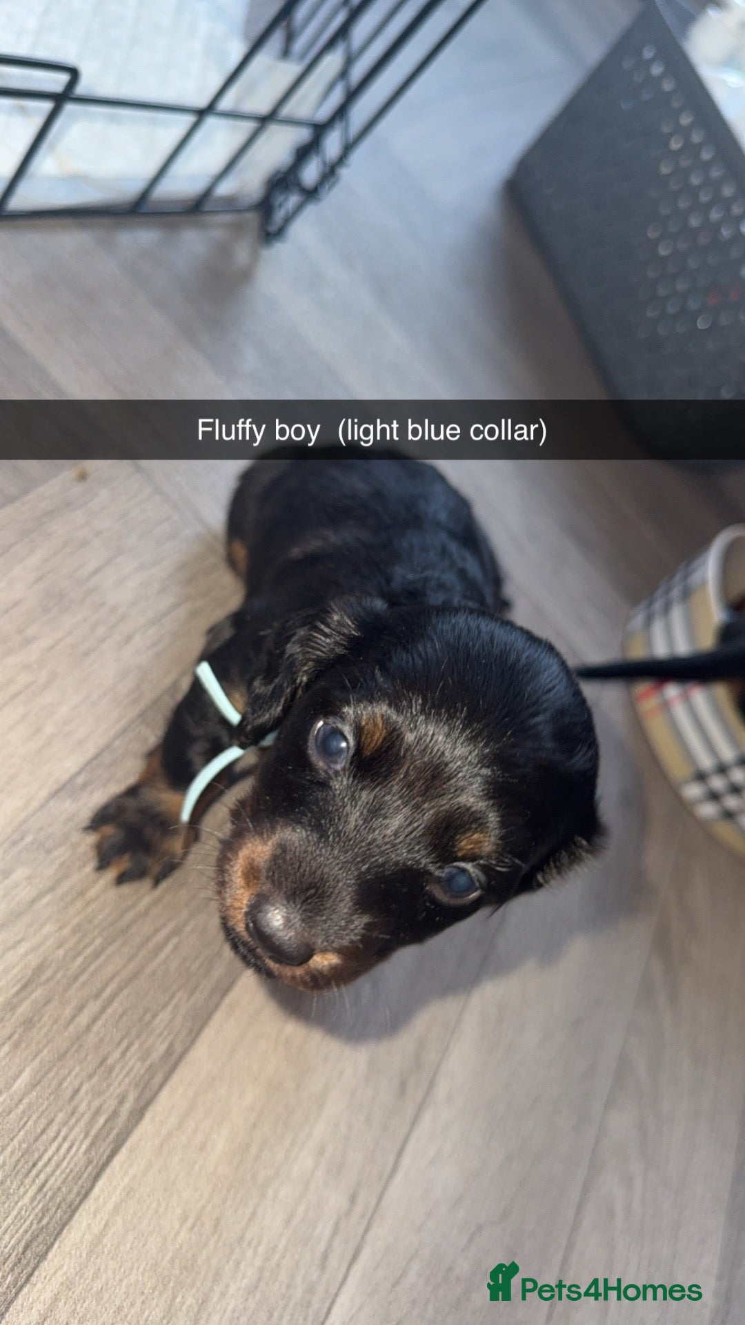 Miniature Dachshund dogs Miniature dachunds  - Advert 2