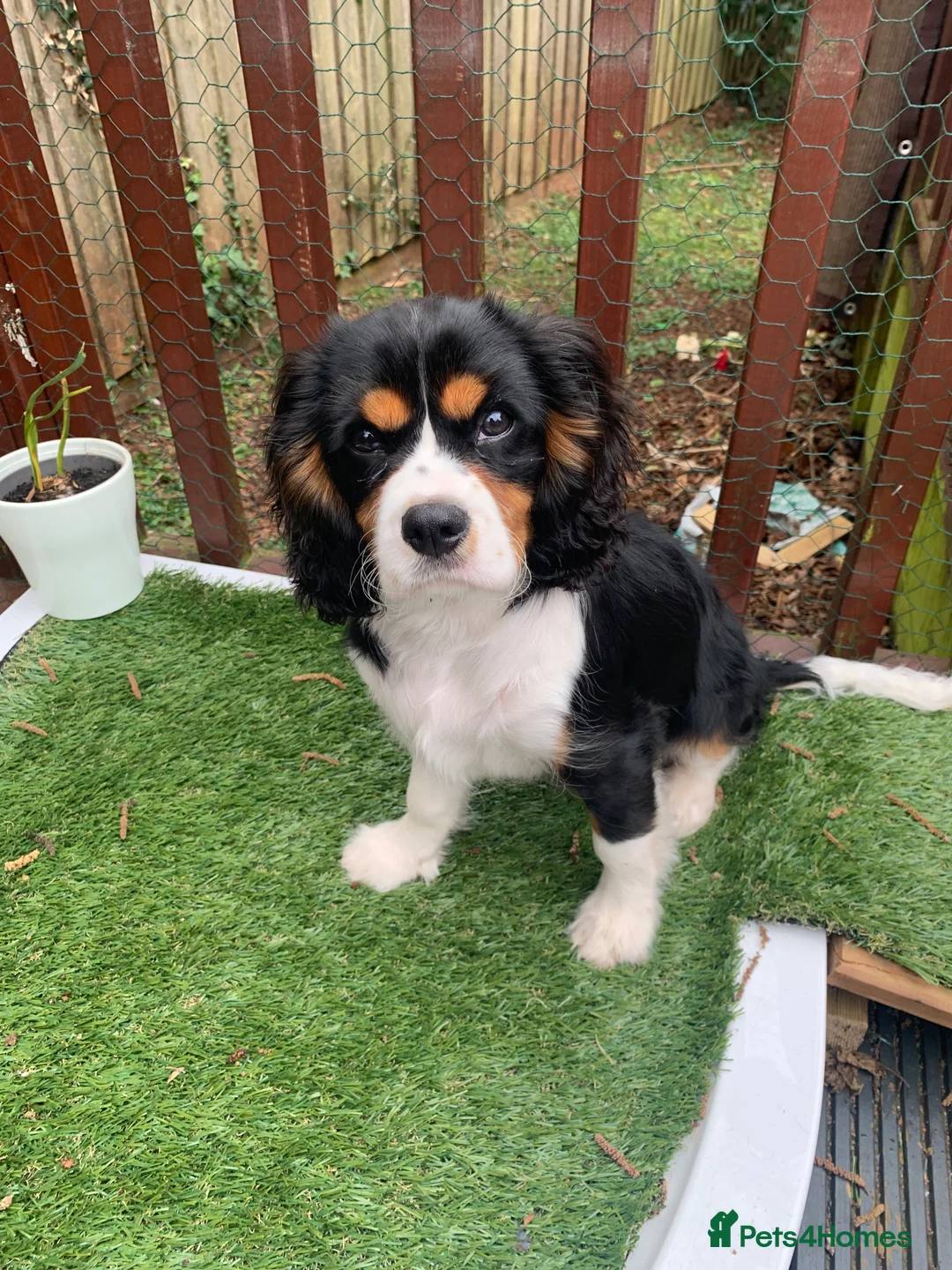 Cavalier King Charles Spaniel dogs for stud: ✨ Stunning KC Reg Cavalier King Charles Stud ✨ - Advert 2