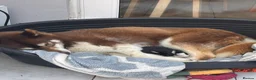 Siberian Husky dogs for sale: Siberian husky pure breed  - Advert 6