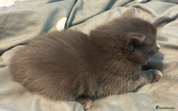 Mixed Breed cats for sale: Beautiful kittens  - Image 9