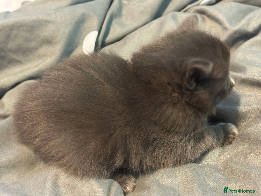 Mixed Breed cats for sale: Beautiful kittens  - Image 9