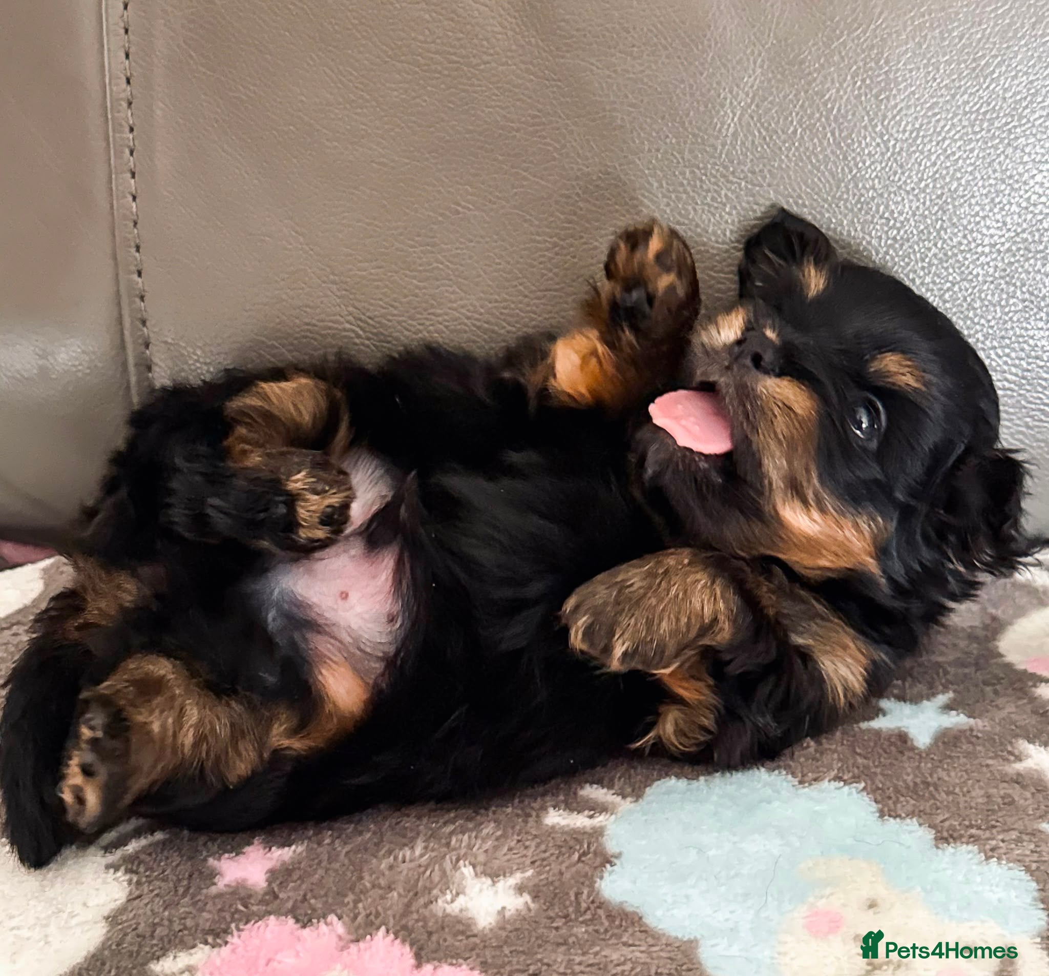 Mixed Breed dogs Pomeranian cross dachshund/border  - Advert 1