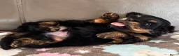 Mixed Breed dogs for sale: Pomeranian cross dachshund/border  - Advert 1
