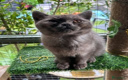 British Shorthair cats for sale: GORGEOUS BSH KITTENS in Oldham - Image 4