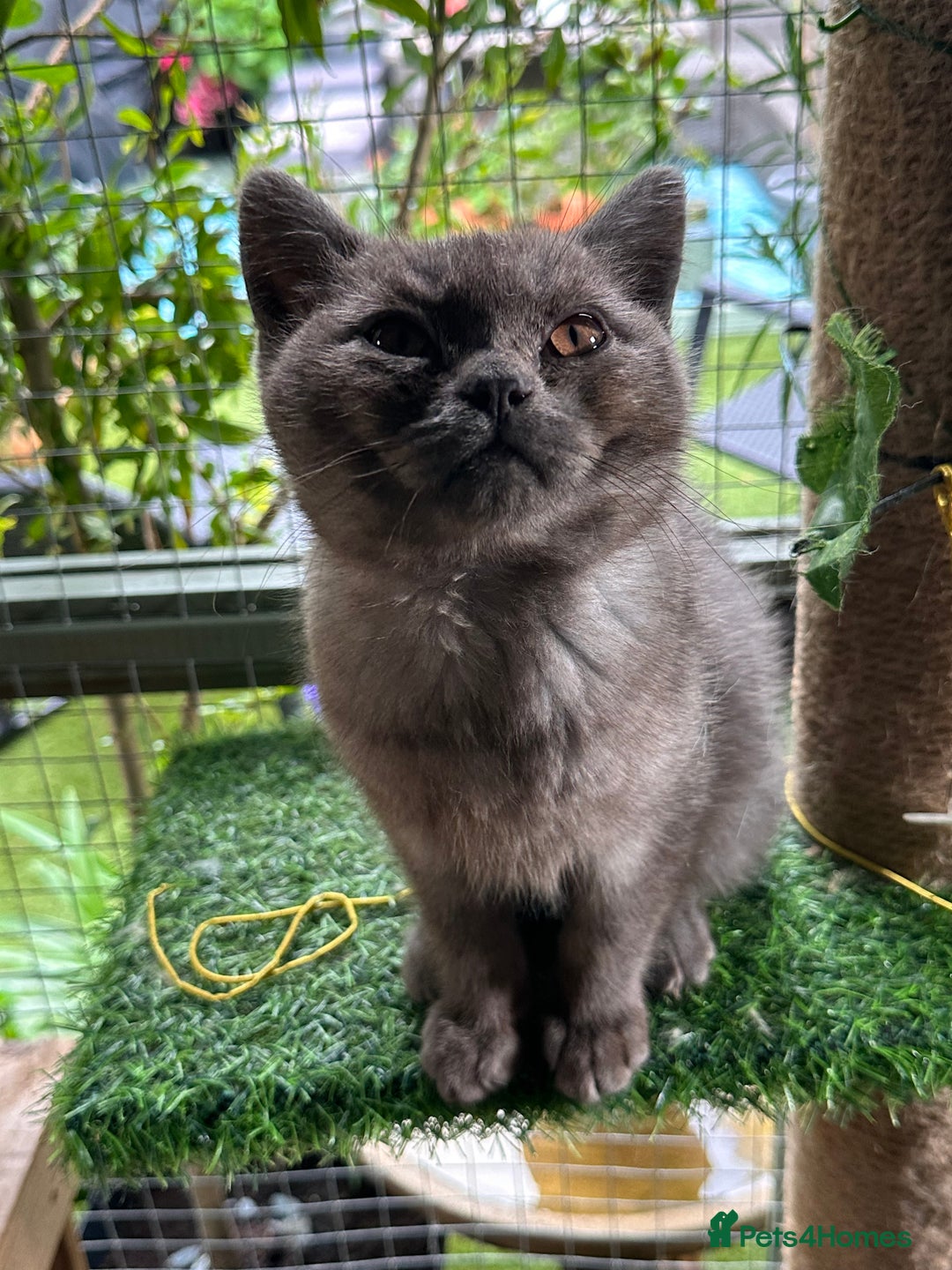 British Shorthair cats for sale: GORGEOUS BSH KITTENS in Oldham - Image 4