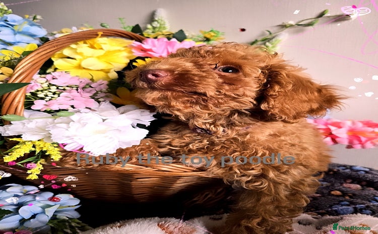 Toy Poodle dogs in Belvedere - Advert 7