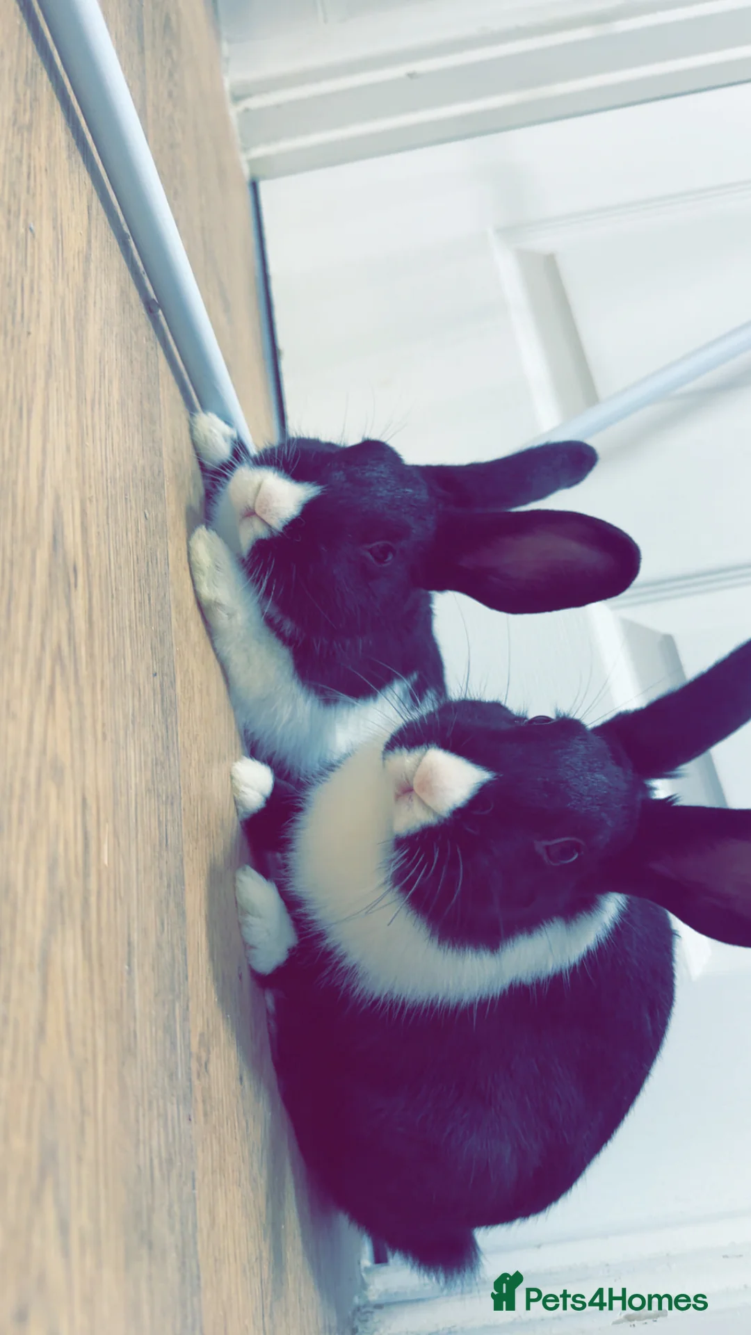 Dutch rabbits for sale: 1 indoor Dutch house rabbit - Advert 2