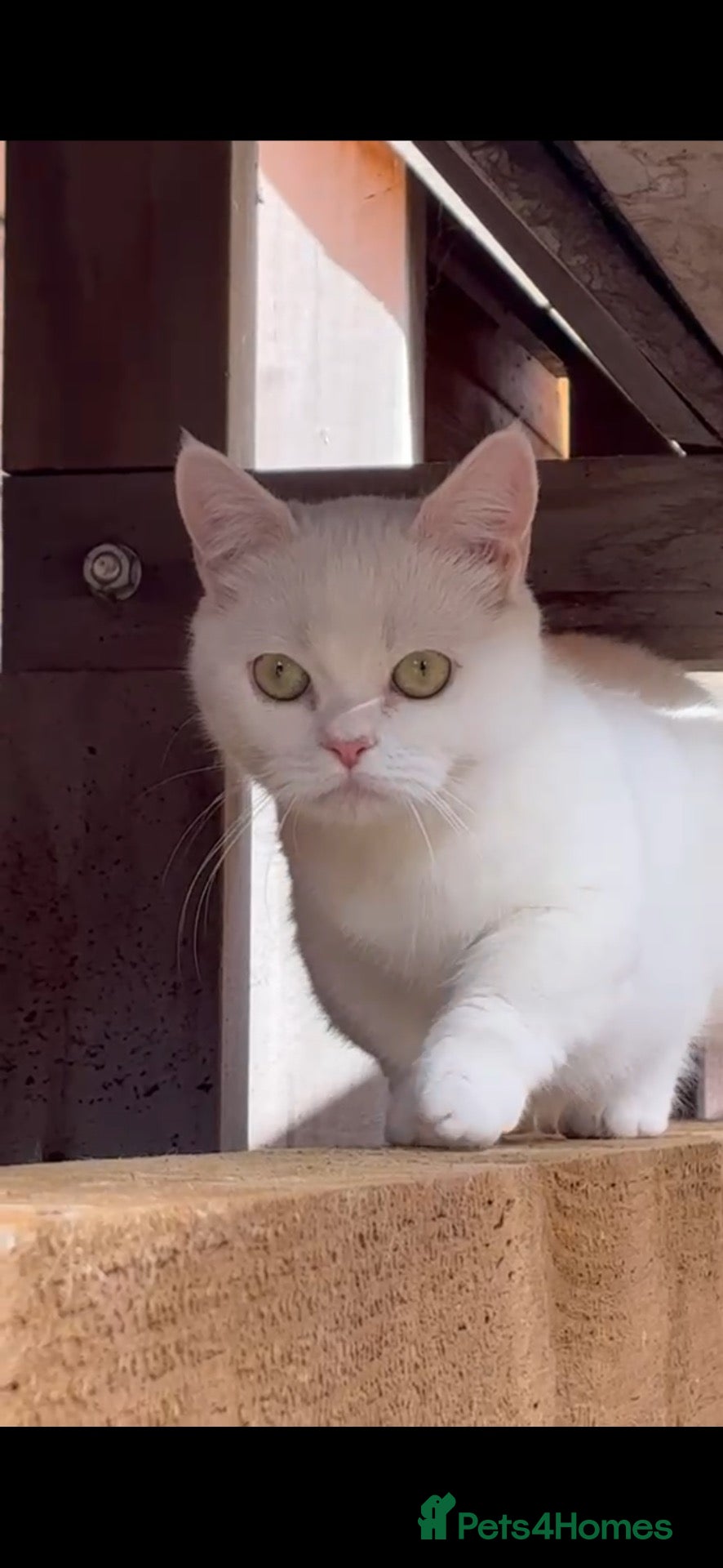 Munchkin cats 😻❤️ Marshmallow “Baby” ❤️🥰 - Advert 9
