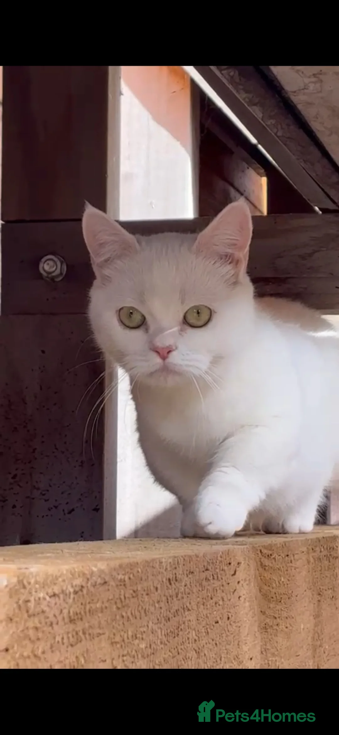 Munchkin cats for sale: 😻❤️ Marshmallow “Baby” ❤️🥰 - Advert 1