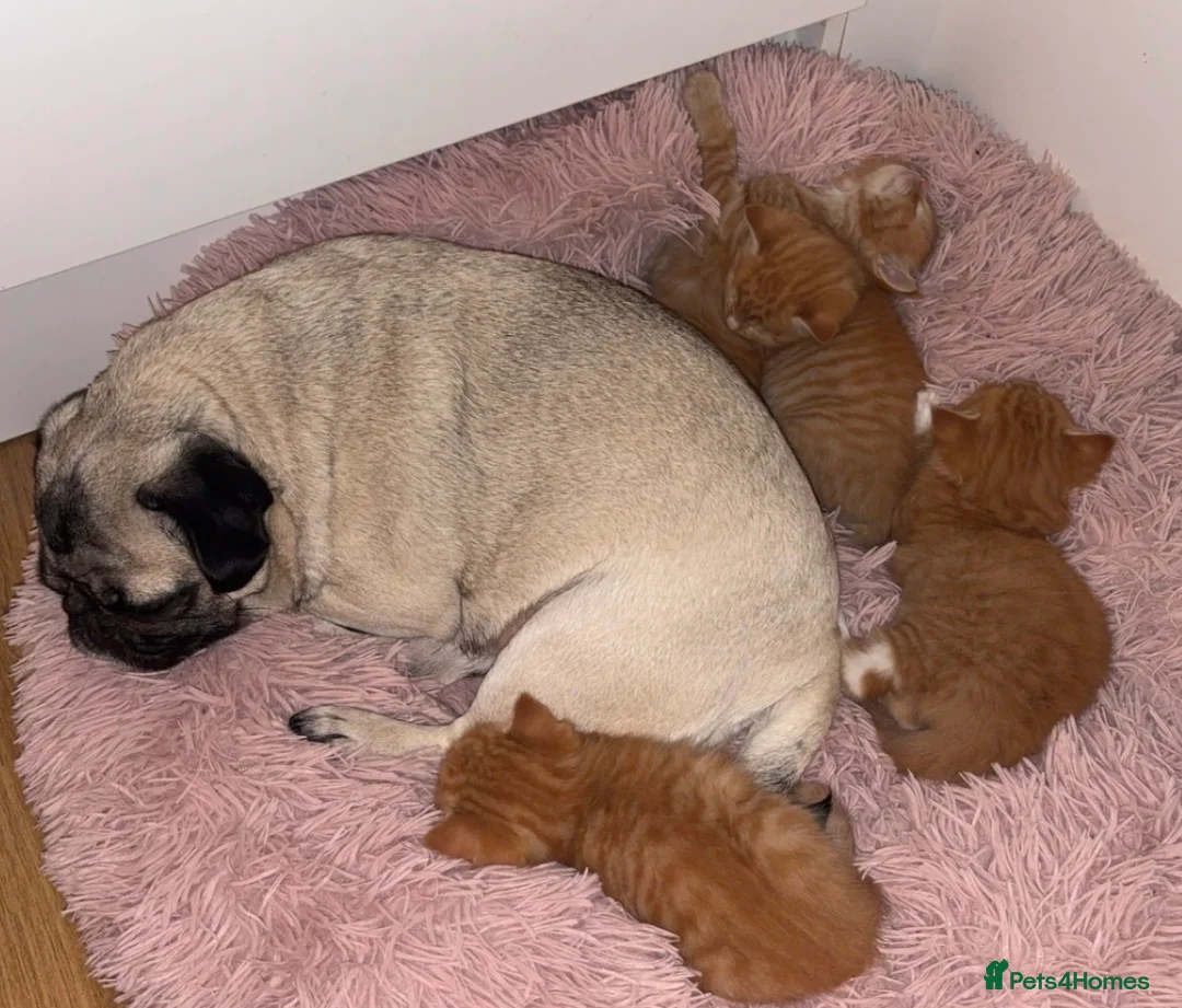 Mixed Breed cats for sale: Beautiful Fluffy Ginger Kittens - Advert 2