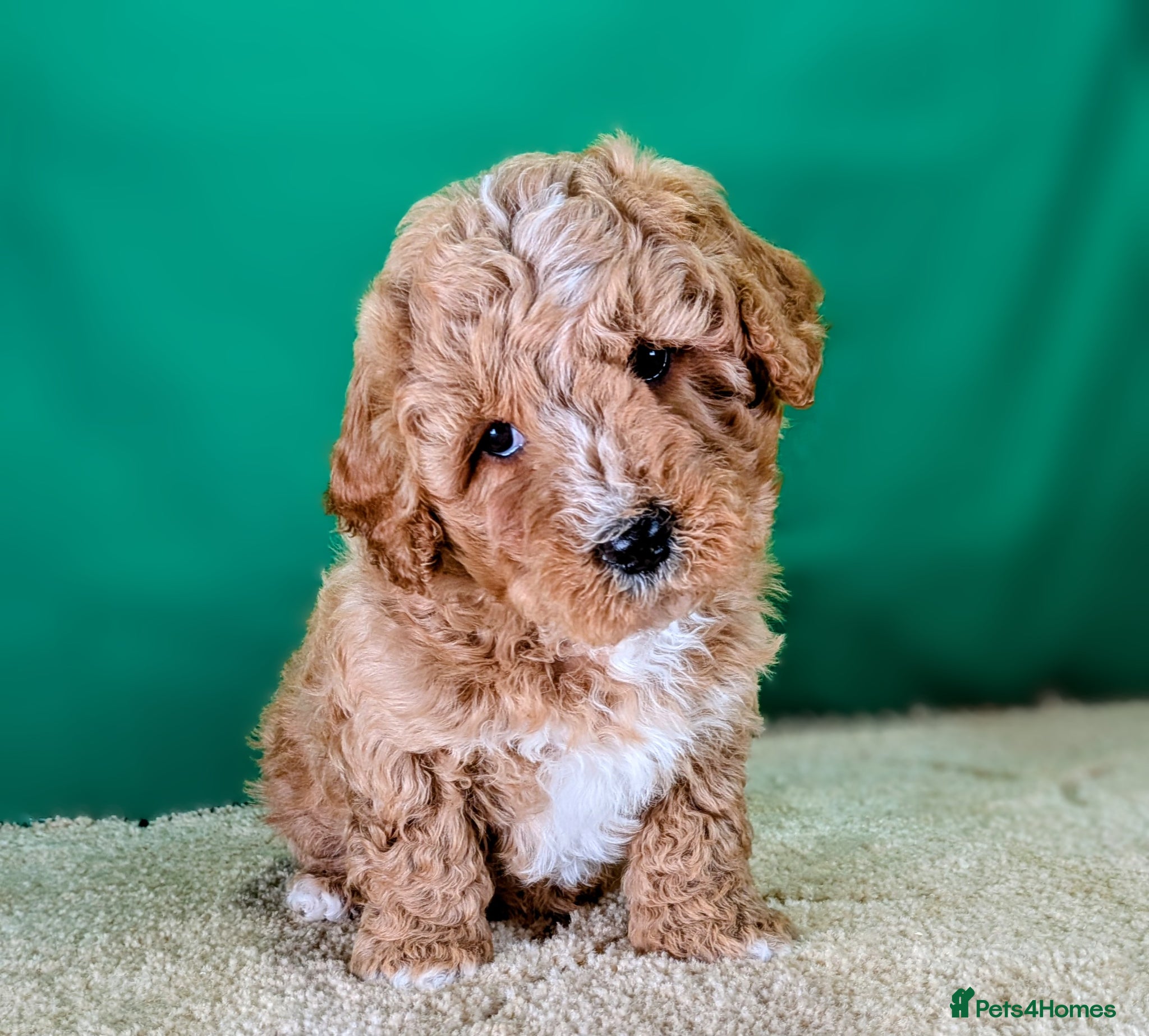 Cavachon dogs 🐾 3 Little Gentlemen Seeking Their Forever Sofas! - Advert 10