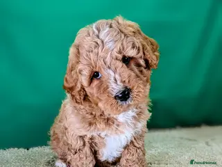 Cavachon dogs 🐾 3 Little Gentlemen Seeking Their Forever Sofas! - Advert 1