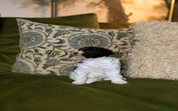 Mixed Breed dogs for sale: Adorable Schnoodle puppies  - Image 7