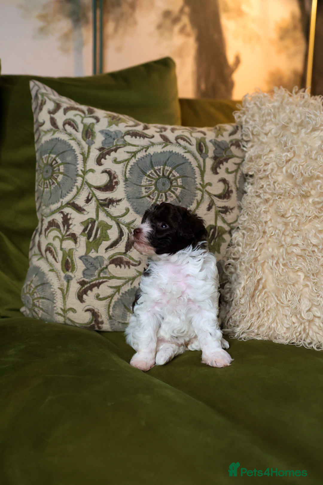 Mixed Breed dogs for sale: Adorable Schnoodle puppies  - Image 7