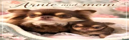 Chihuahua dogs for sale: Chocolate longhaired Chihuahua boy in Potters Bar - Advert 8