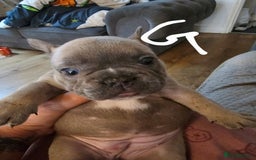 French Bulldog dogs for sale: Beautiful french bulldog puppies  - Image 12