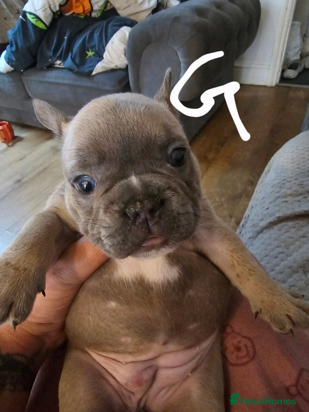 French Bulldog dogs for sale: Beautiful french bulldog puppies  - Image 12
