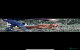 Golden Retriever dogs for sale: Fully health tested KC working golden retrievers  - Image 8