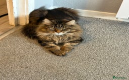 Maine Coon cats for sale: Two four year old Maine coon cats (mixed) - Image 2