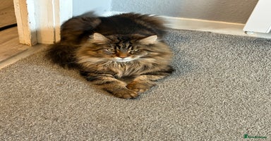 Maine Coon cats - Advert 2