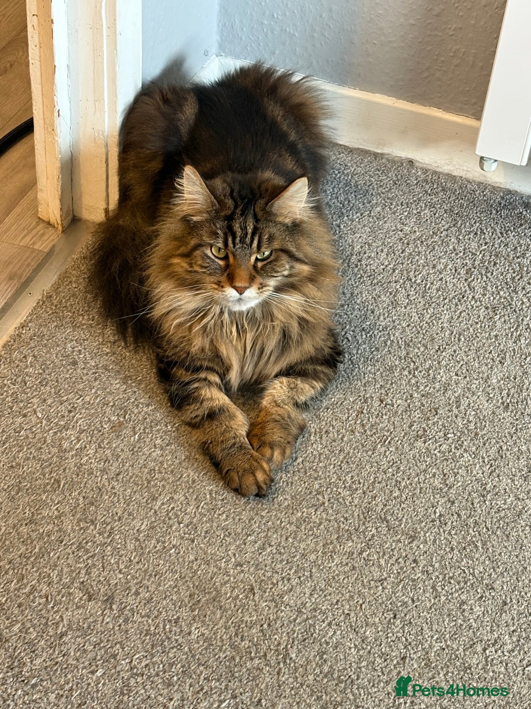 Maine Coon cats for sale: Two four year old Maine coon cats (mixed) - Image 2
