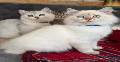 British Shorthair cats - Advert 15