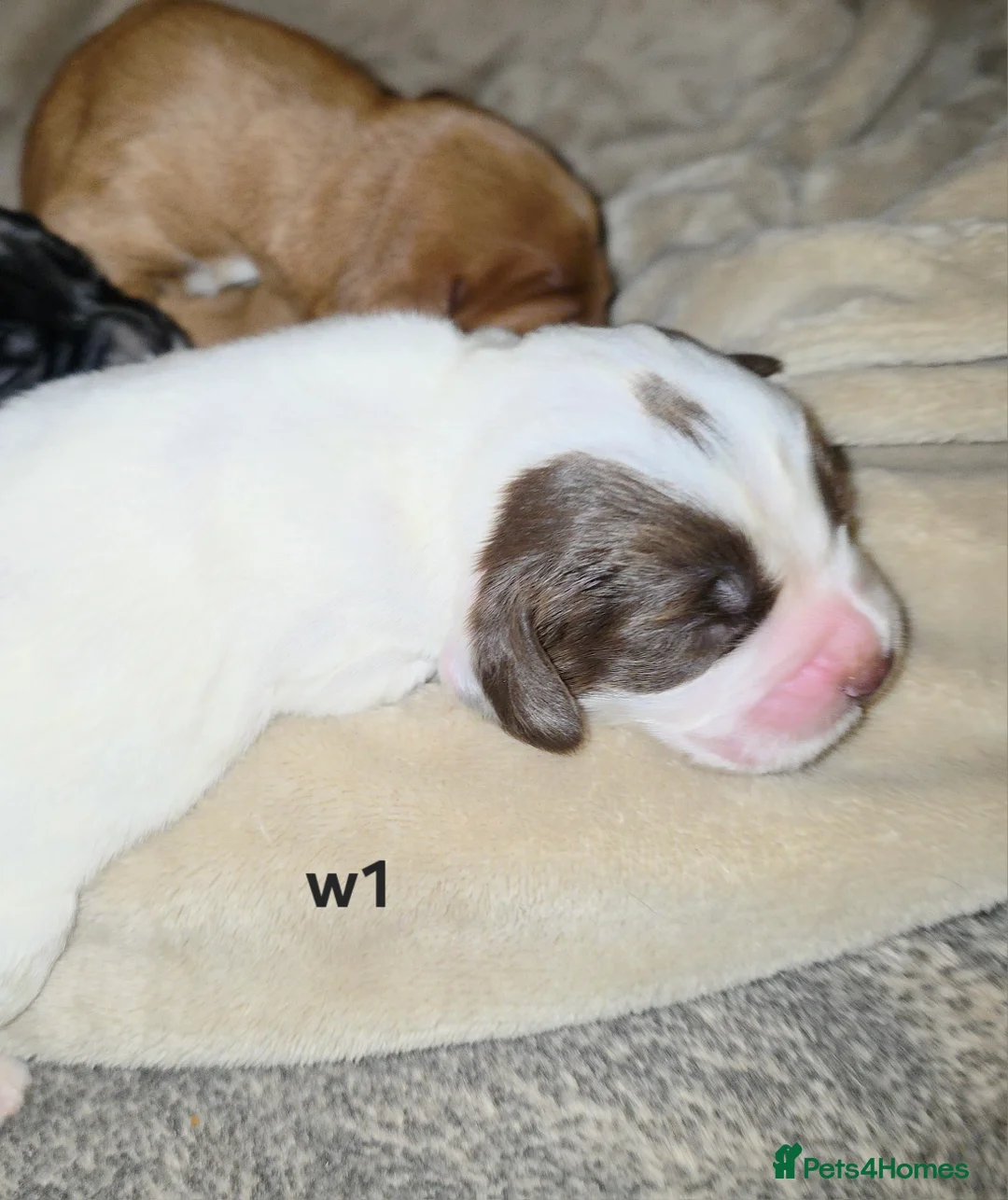 Cocker Spaniel dogs for sale: Cocker spaniel pups ready NEXT WEEK - Advert 33