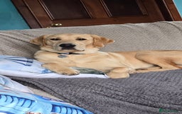Labrador Retriever dogs for sale: Wanted loving home for bear  - Image 1