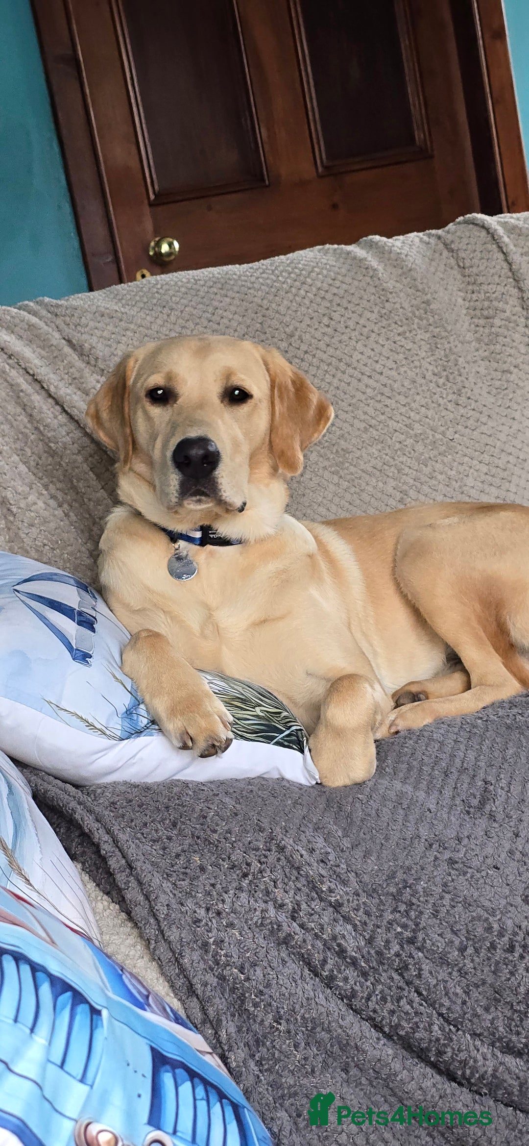 Labrador Retriever dogs for sale: Wanted loving home for bear  - Image 1