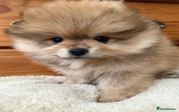 Pomeranian dogs for sale: Pomeranian Puppies For Sale - Image 2